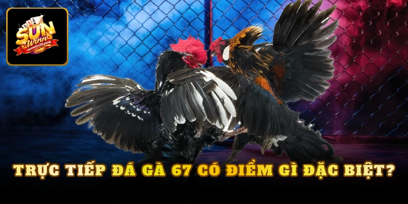 Trực tiếp đá gà 67 có điểm gì đặc biệt?